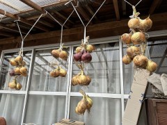 今日はおやすみでした（吊るし日）