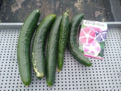 フジコさんを聴きながら初ものキュウリを