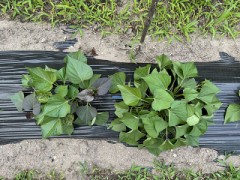 不思議なサツマイモ（増産決定！）