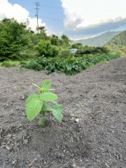 ポツンと発芽した枝豆ちゃん