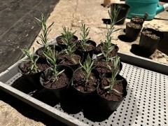 昨日は「さし苗」今日は「挿し芽」