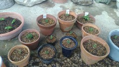 ありがたや～　少し雨が落ちてきた！