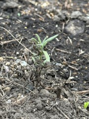 過ぎたるは及ばざるが如し