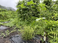 今日のロマロン