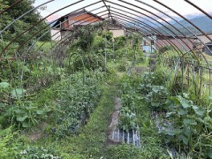 だいぶん成長しています