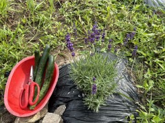 フォトジェニックなラベンダー