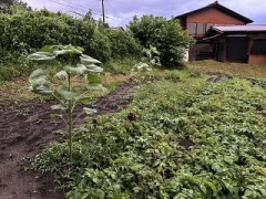 久しぶりにバナナを買ってみました