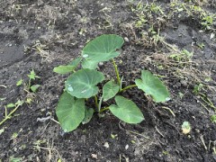 里芋の葉っぱの上の水滴がかわいいよね