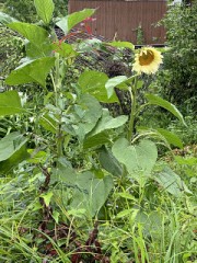 今年最初のひまわり