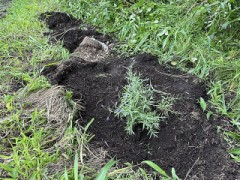 鉢植えのラベンダーを野生に放つ