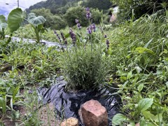 土ってなんだろうね