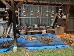 じゃがいもの収穫（第一弾）