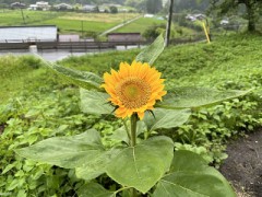 黄色のきれいなひまわり