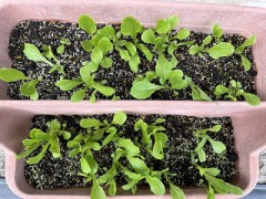 ロメインレタスの「リーフ」で遅い晩酌中