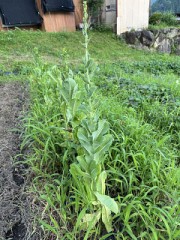 ロメインレタスのいま