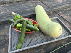 今日の収穫ぶつ