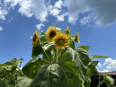 野生のひまわり、やはりすごい