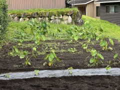 秋どりきゅうり、ようやく植え付け