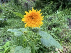 むくむくのサンキング