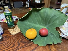 里いもの葉っぱ