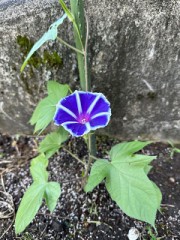 メリーゴーランドという名の