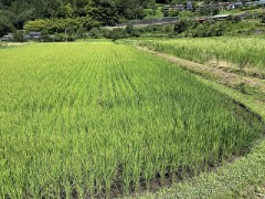 稲穂が出てきました