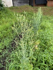 ロメインレタスのいま