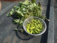 今年２回目の枝豆
