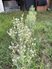 シリーズ最終章！