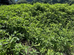 葉面散布（わるなすび　撃退できるのか？）