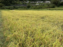 今日の田んぼ