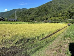 今年の稲刈、完了しました