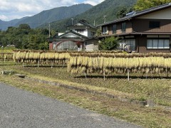 稲架掛けの風景、久しぶりに撮影
