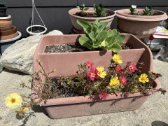 プランターのいま