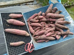 紅はるかの収穫しました。