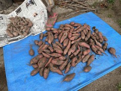 今日は安納芋を収穫