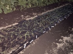 玉ねぎを植え付けました