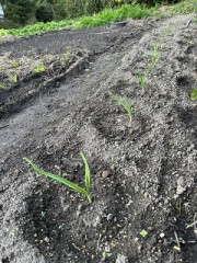 にんにくの芽がしっかりでてきました