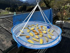 天日干しちゅう