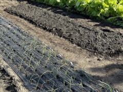 活着してきました