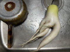 今年のセクシー大根