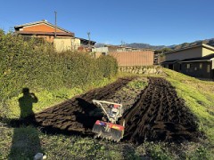 里芋も完全に収穫しました