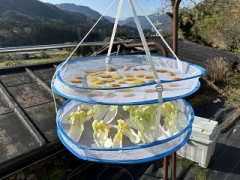 干しに追加アイテム