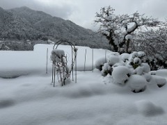 それにしてもすごい寒波ですね