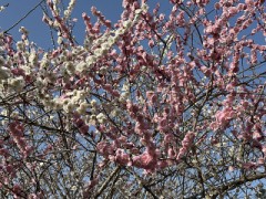 人間の声には好き嫌いがでちゃいます