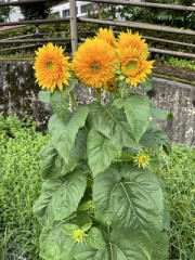 仕込みが大事だね