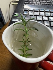 ローズマリーの摘芯