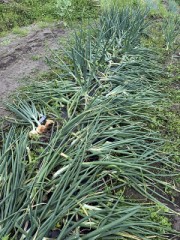 玉ねぎが収穫時期に