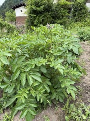 じゃがいも生育中