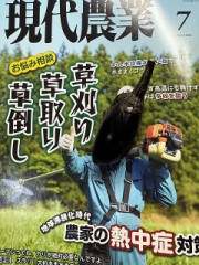 ナスの一番果、摘み取りました